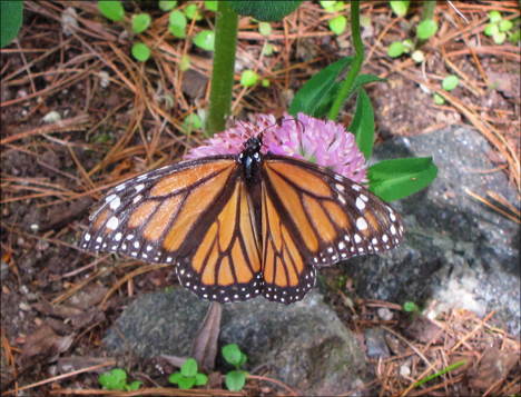 Adirondack Butterflies:  Monarch Butterfly (16 June 2012)